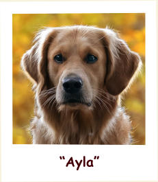 “Ayla”