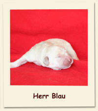 Herr Blau