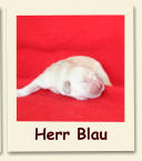 Herr Blau