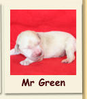 Mr Green